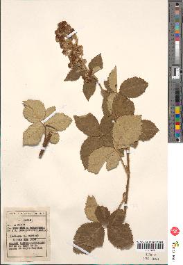 spécimen de Rubus linkianus