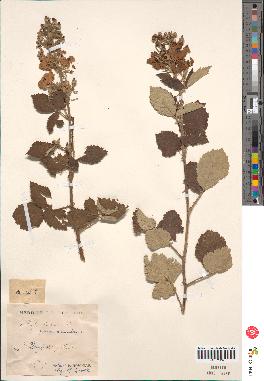 spécimen de Rubus linkianus