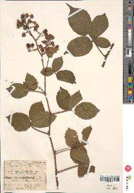 spécimen de Rubus purpuratus