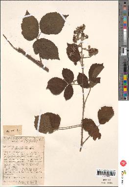 spécimen de Rubus obscurus