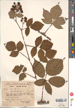 spécimen de Rubus odoratus