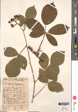 spécimen de Rubus odoratus