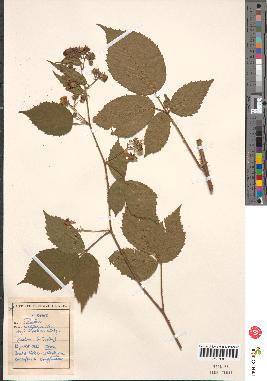 spécimen de Rubus pallidus