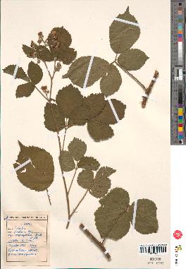 spécimen de Rubus pallidus