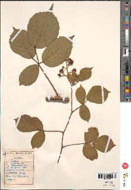 spécimen de Rubus pallidus