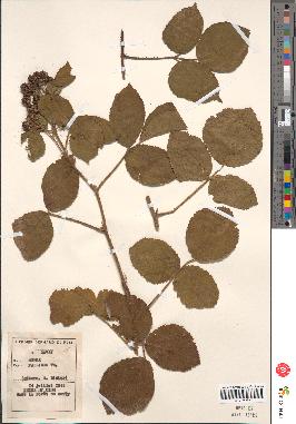 spécimen de Rubus pallidus