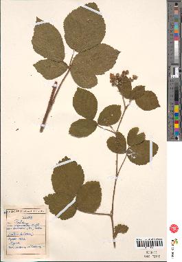 spécimen de Rubus insericatus