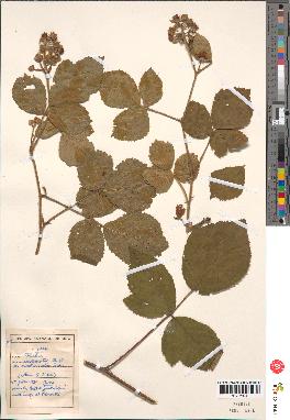 spécimen de Rubus insericatus