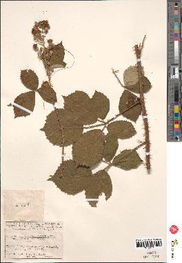 spécimen de Rubus macrostachys