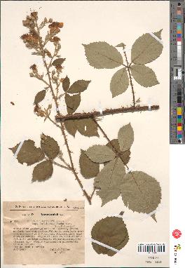 spécimen de Rubus macrostachys