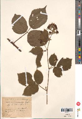 spécimen de Rubus macrostachys