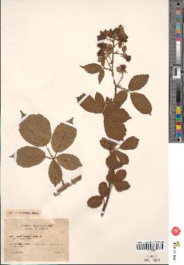 spécimen de Rubus macrostachys