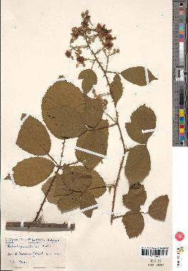 spécimen de Rubus geniculatus