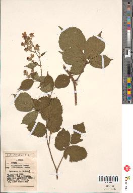 spécimen de Rubus glaucellus