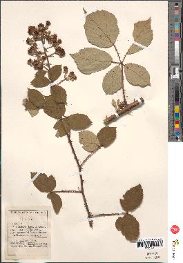 spécimen de Rubus godronii