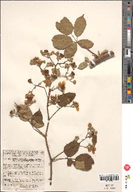 spécimen de Rubus godronii