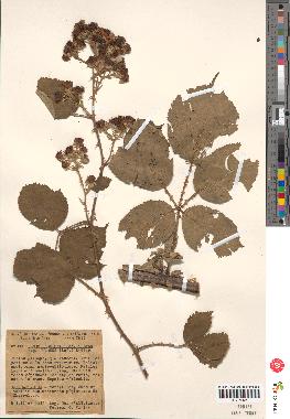 spécimen de Rubus godronii