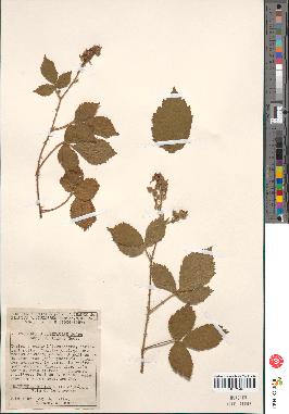 spécimen de Rubus hebecaulis