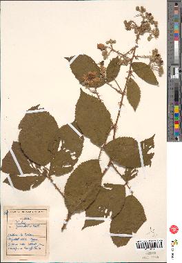 spécimen de Rubus geniculatus