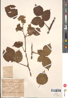 spécimen de Rubus corylifolius