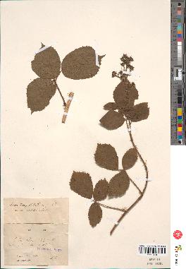 spécimen de Rubus subcanus