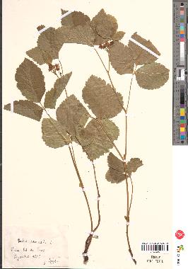 spécimen de Rubus saxatilis