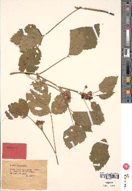 spécimen de Rubus saxatilis