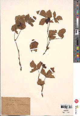 spécimen de Rubus saxatilis