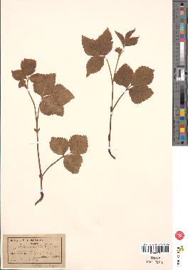 spécimen de Rubus saxatilis