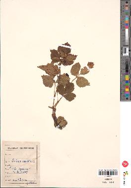 spécimen de Rubus saxatilis