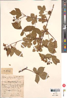 spécimen de Rubus nitidus