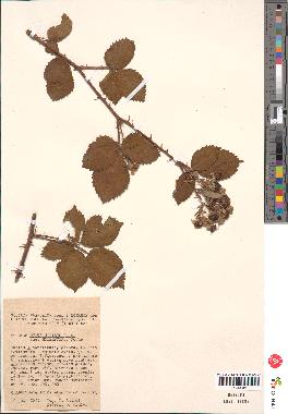 spécimen de Rubus nitidus