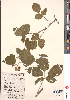 spécimen de Rubus silvaticus