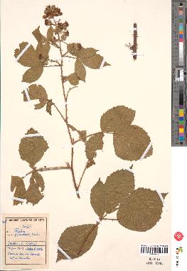 spécimen de Rubus pyramidalis