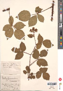 spécimen de Rubus pyramidalis