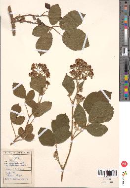 spécimen de Rubus pyramidalis