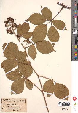 spécimen de Rubus pyramidalis