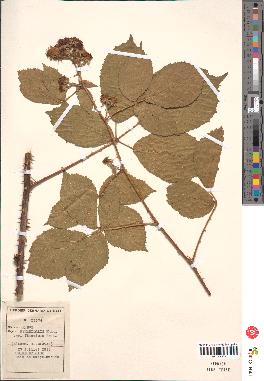 spécimen de Rubus pyramidalis