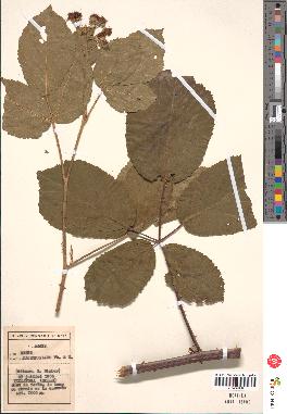 spécimen de Rubus macrophyllus