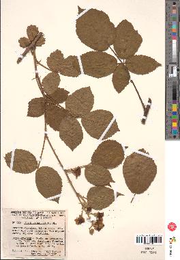 spécimen de Rubus macrophyllus