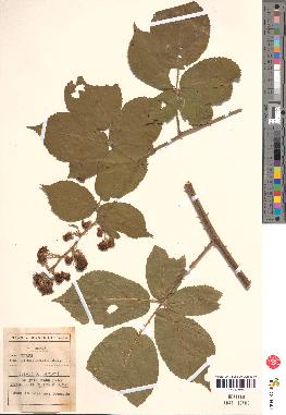 spécimen de Rubus macrophyllus