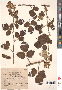 spécimen de Rubus lloydianus