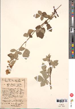 spécimen de Rubus lloydianus