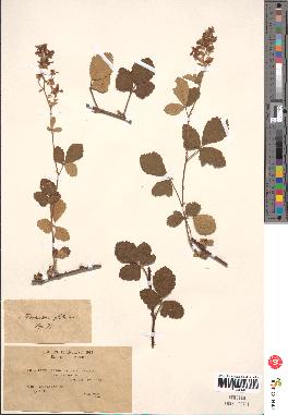 spécimen de Rubus lloydianus