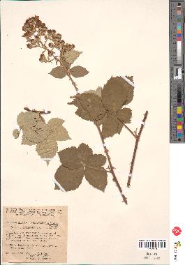 spécimen de Rubus tomentosus x ulmifolius