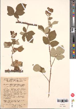 spécimen de Rubus tomentosus x ulmifolius