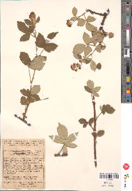 spécimen de Rubus tomentosus x ulmifolius