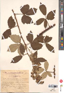 spécimen de Rubus tomentosus x ulmifolius