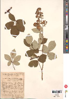 spécimen de Rubus tomentosus x ulmifolius