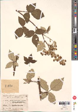 spécimen de Rubus ulmifolius x tomentosus